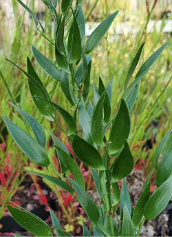DANAE racemosa