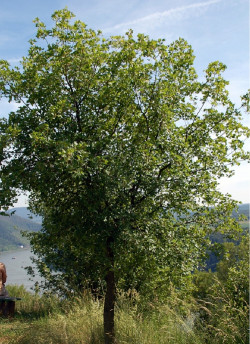 ACER monspessulanum