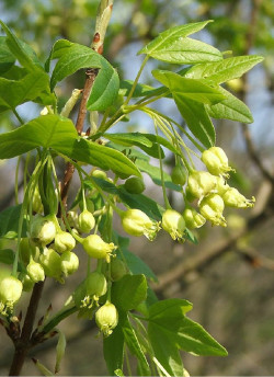 ACER monspessulanum