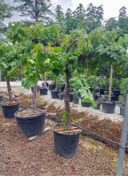 VIGNE DE TABLE En pot forme tige avec un vieux tronc