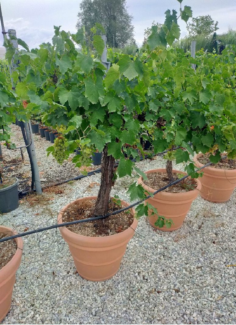 VIGNE DE TABLE