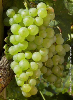 VIGNE DE TABLE