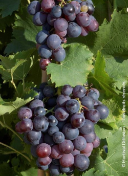 VIGNE DE TABLE