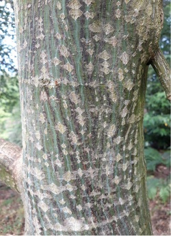 ACER rufinerve