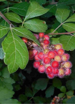 sumac-aromatique-gro-low-rhus-aromatica-gro-low-4.jpg