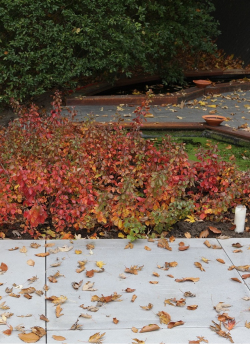 sumac-aromatique-gro-low-rhus-aromatica-gro-low.jpg