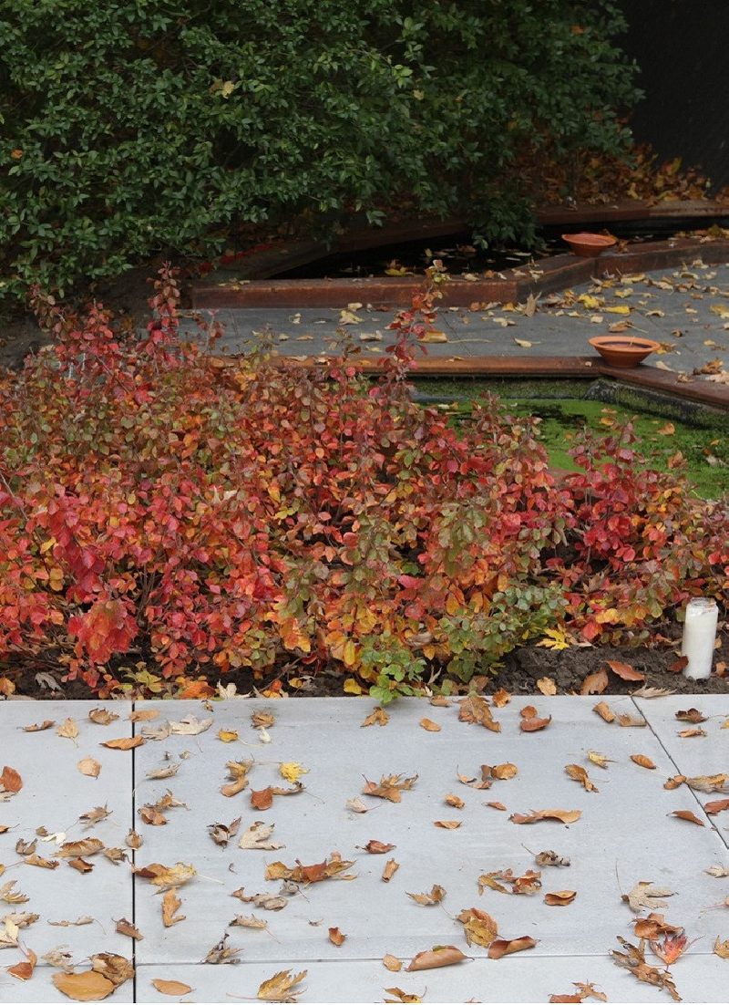sumac-aromatique-gro-low-rhus-aromatica-gro-low.jpg