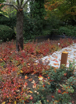 sumac-aromatique-gro-low-rhus-aromatica-gro-low-1.jpg