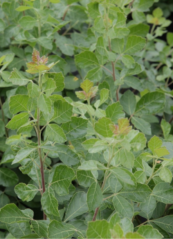 sumac-aromatique-gro-low-rhus-aromatica-gro-low-3.jpg