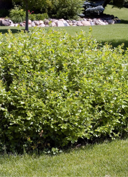 sumac-aromatique-gro-low-rhus-aromatica-gro-low-2.jpg