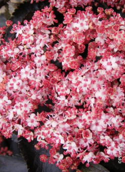 SAMBUCUS nigra BLACK TOWER