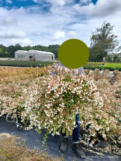 ABELIA CRISTAL CHARM En pot de 10-12 litres buisson diamètre 050-060 cm