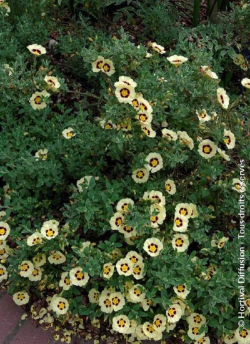 HALIMIOCISTUS wintonensis MERRIST WOOD CREAM