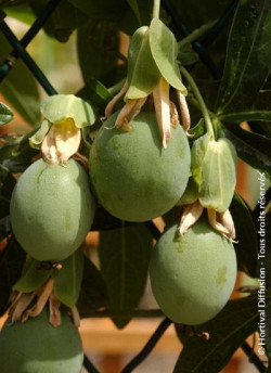 PASSIFLORA caerulea