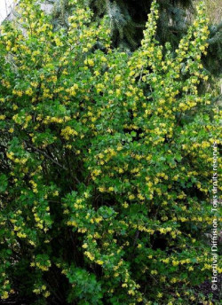 RIBES odoratum