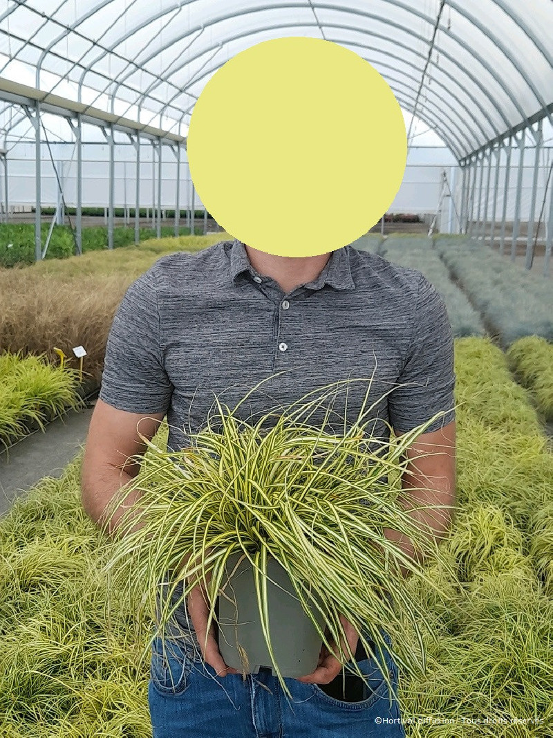 CAREX oshimensis EVERGOLD En pot de 2-3 litres
