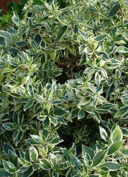 ABELIA CONFETTI