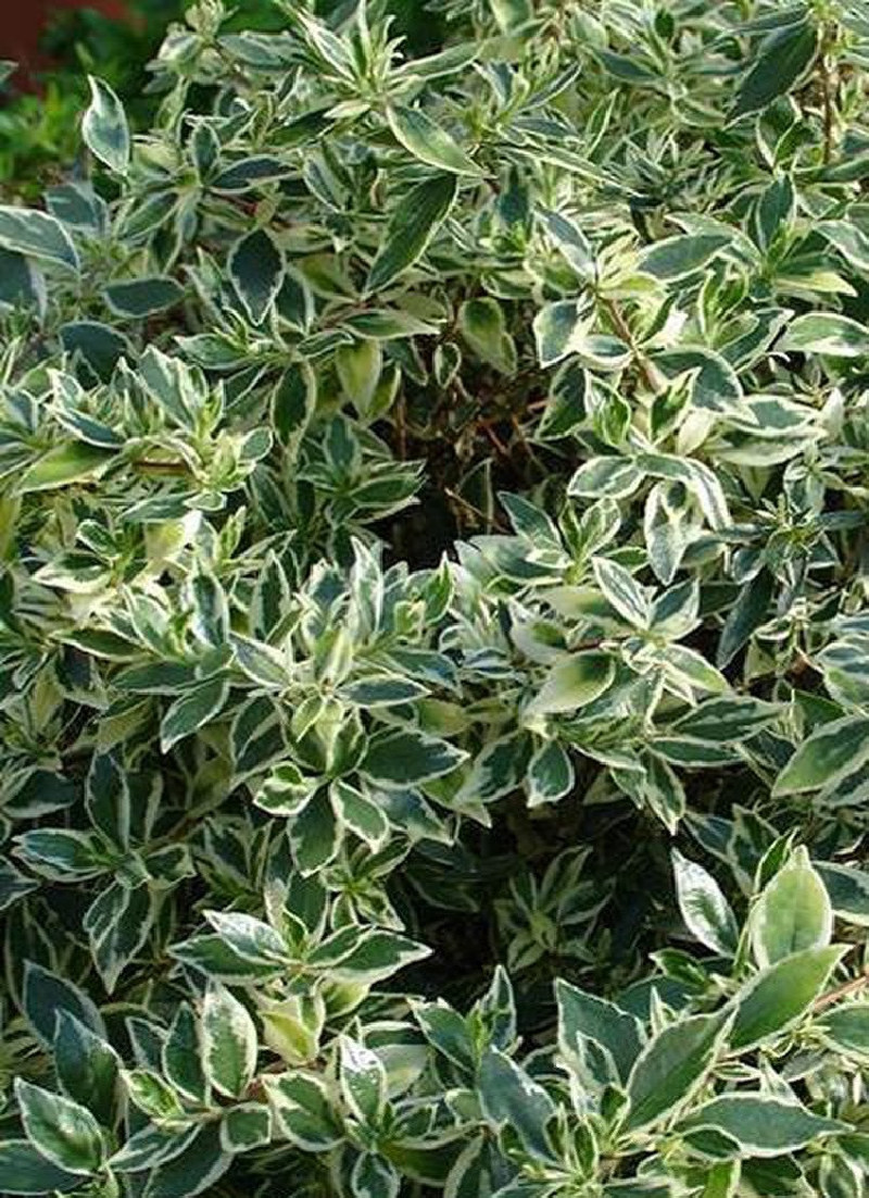 ABELIA CONFETTI