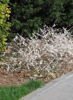 forsythia-blanc-abeliophyllum-distichum-2.jpg
