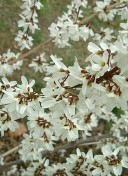 forsythia-blanc-abeliophyllum-distichum.jpg