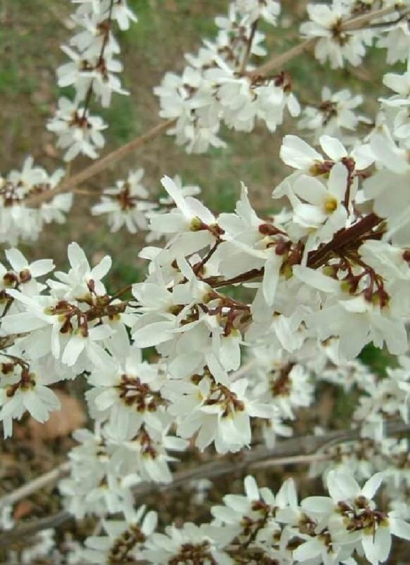 forsythia-blanc-abeliophyllum-distichum.jpg