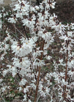 forsythia-blanc-abeliophyllum-distichum-1.jpg