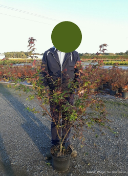 ACER palmatum DESHOJO En pot de 10-12 litres buisson hauteur 060-080 cm