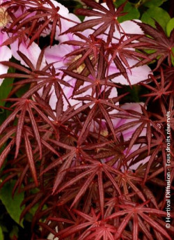 erable-du-japon-trompenburg-acer-palmatum-trompenburg-2.jpg