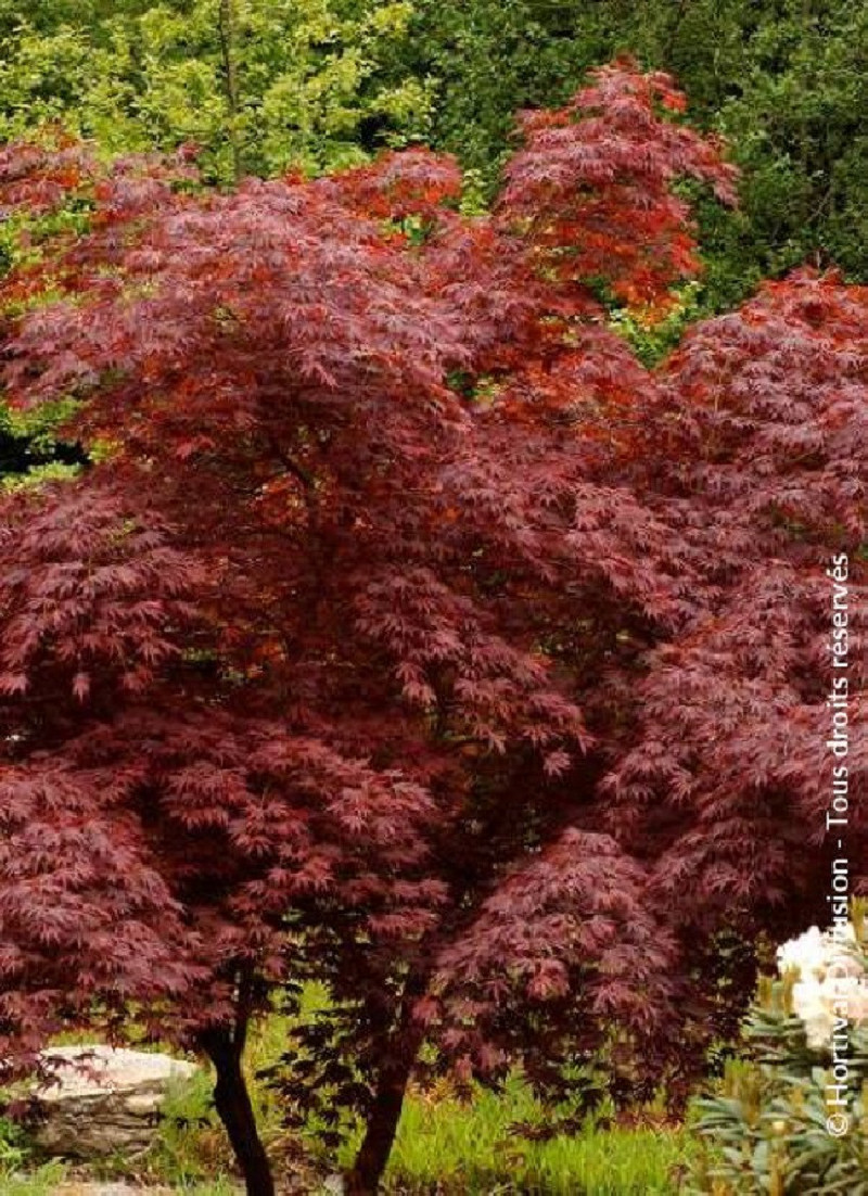 erable-du-japon-trompenburg-acer-palmatum-trompenburg.jpg