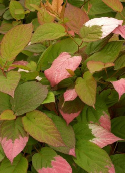 ACTINIDIA kolomikta