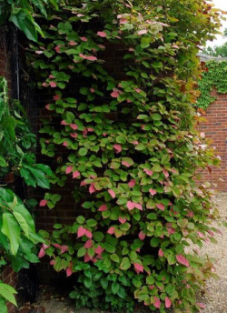 ACTINIDIA kolomikta