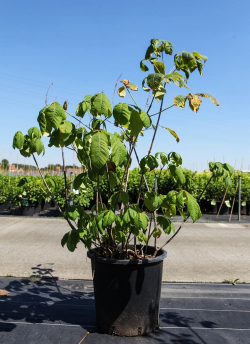 AESCULUS parviflora En pot de 30-35 litres buisson hauteur 100-125 cm
