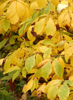 AESCULUS parviflora