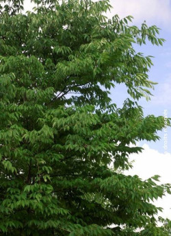 orme-du-japon-zelkova-serrata-2.jpg