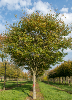 orme-du-japon-zelkova-serrata-4.jpg