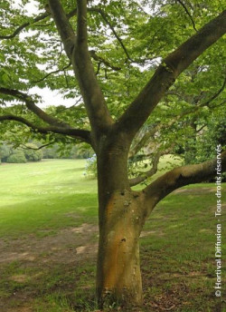 orme-du-japon-zelkova-serrata-3.jpg