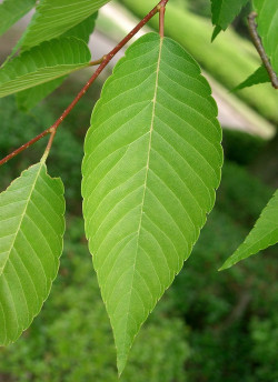 orme-du-japon-zelkova-serrata-1.jpg