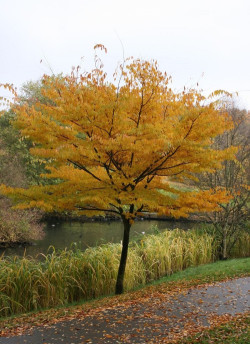 orme-du-japon-zelkova-serrata.jpg