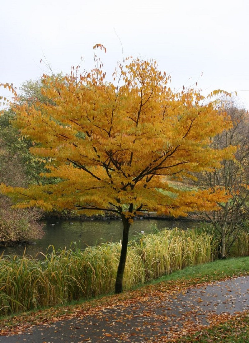 orme-du-japon-zelkova-serrata.jpg