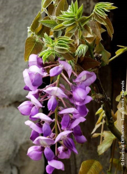WISTERIA venusta OKAYAMA