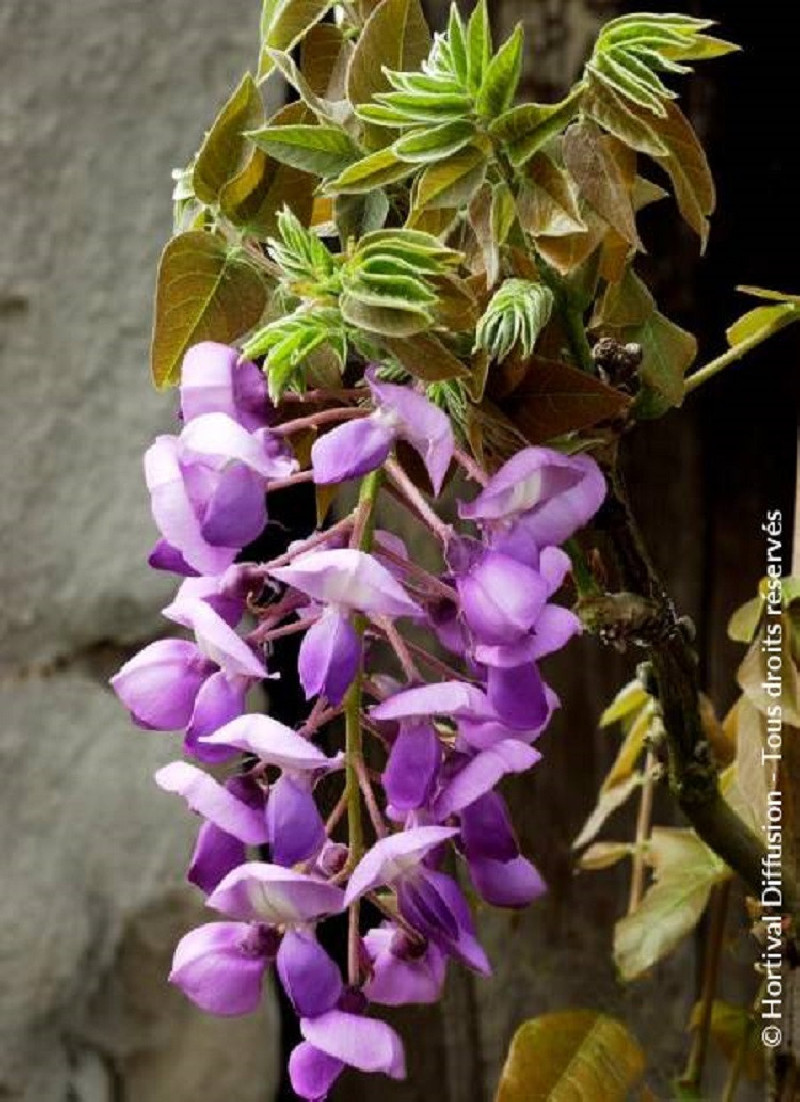 WISTERIA venusta OKAYAMA