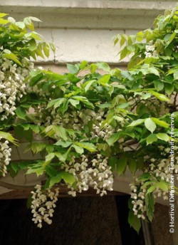 WISTERIA venusta ALBA
