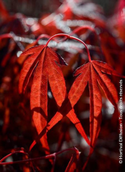 ACER palmatum ENKAN