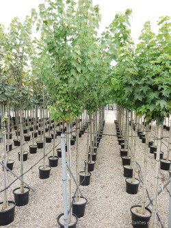 ACER rubrum En pot de 35-50 litres tige hauteur du tronc 190-210 cm circonférence du tronc 12-14 cm
