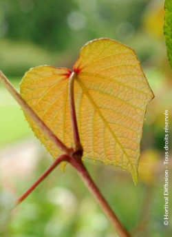 VITIS coignetiae