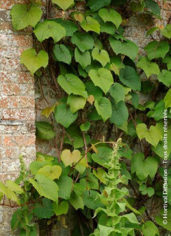 VITIS coignetiae