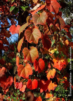 VITIS coignetiae