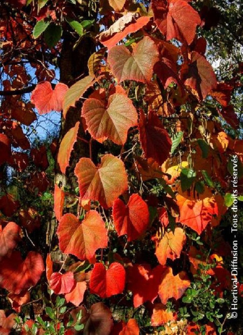 VITIS coignetiae