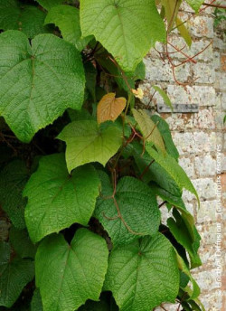 VITIS coignetiae