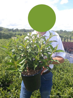 WEIGELA STELZNERI En pot de 4-5 litres